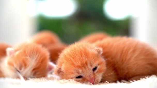 新生児の赤ちゃん猫は面白いポーズで寝ています 小さなかわいい生姜子猫のグループ 睡眠居心地の良い昼寝時間 快適なペットは居心地の良い家で眠ります かわいい面白い家のペット 家畜のヤング子猫 4Kビデオ — ストック動画