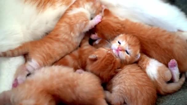 刚出生的小红猫喝母奶 喂小可爱的生姜小猫 家畜睡眠和舒适的小睡时间 舒适的宠物睡在舒适的家 猫吸吮猫的乳房视频 — 图库视频影像