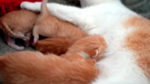 Newborn Baby Red Cat Drink Mothers Milk Breastfeeding Small Cute — Stock Video