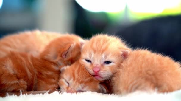 Novorozená Červená Kočka Spící Vtipné Póze Skupina Malých Roztomilých Zrzavých — Stock video