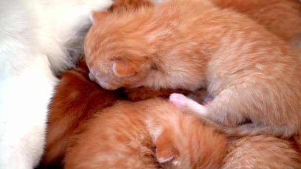 태어난 고양이는 엄마의 마신다 귀여운 귀뚜라미 새끼를 키우고 가축들 낮잠을 — 비디오