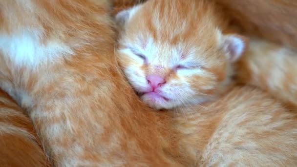 新生児の赤ちゃん猫は面白いポーズで寝ています 小さなかわいい生姜子猫のグループ 睡眠居心地の良い昼寝時間 快適なペットは居心地の良い家で眠ります かわいい面白い家のペット 家畜のヤング子猫 4Kビデオ — ストック動画