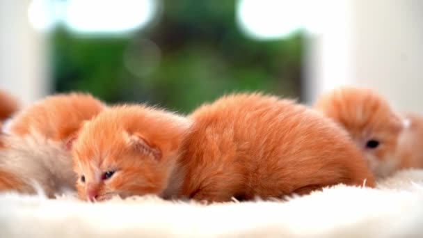 Neonato Gatto Rosso Che Dorme Posa Divertente Gruppo Piccoli Gattini — Video Stock