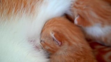 Yeni doğmuş bebek kırmızı kedi anne sütünü içer. Zencefilli kedi yavrusu emziriyorum. Evcil hayvan uykusu ve rahat uyku zamanı. Rahat hayvanlar rahat evlerinde uyurlar. Kedi kedi emer göğüs videosu