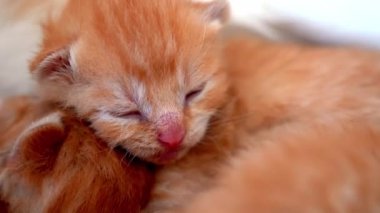 Yeni doğmuş bebek kırmızı kedi komik bir poz veriyor. Bir grup küçük, şirin, kızıl kedi yavrusu. Rahat uyku zamanı. Rahat hayvanlar rahat evlerinde uyurlar. Şirin, komik ev hayvanları. Evcil hayvan yavru kediler. 4k video
