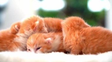 Yeni doğmuş bebek kırmızı kedi komik bir poz veriyor. Bir grup küçük, şirin, kızıl kedi yavrusu. Rahat uyku zamanı. Rahat hayvanlar rahat evlerinde uyurlar. Şirin, komik ev hayvanları. Evcil hayvan yavru kediler. 4k video