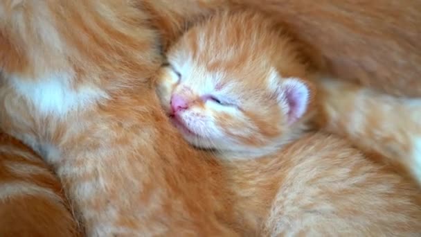 Neugeborenes Rotes Katzenbaby Schläft Lustiger Pose Gruppe Kleiner Süßer Ingwer — Stockvideo