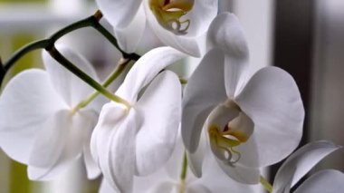 Güneşli ev penceresinde duran beyaz çiçekli orkide çiçeğinin görüntüsü. Ev bitkisi. Güzel beyaz orkide çiçeği. Phalaenopsis, Güve Orkidesi 