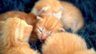 Yeni doğmuş bebek kırmızı kedi komik bir poz veriyor. Bir grup küçük, şirin, kızıl kedi yavrusu. Rahat uyku zamanı. Rahat hayvanlar rahat evlerinde uyurlar. Şirin, komik ev hayvanları. Evcil hayvan yavru kediler. 4k video