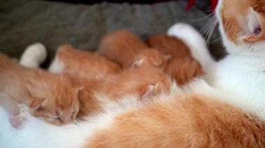 Yeni doğmuş bebek kırmızı kedi anne sütünü içer. Zencefilli kedi yavrusu emziriyorum. Evcil hayvan uykusu ve rahat uyku zamanı. Rahat hayvanlar rahat evlerinde uyurlar. Kedi kedi emer göğüs videosu