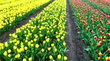 4k Aerial drone flying Magical landscape with beautiful tulips field in Netherlands on spring. Drone view Blooming multicolor dutch tulip fields in dutch landscape Holland. Travel vacation concept 