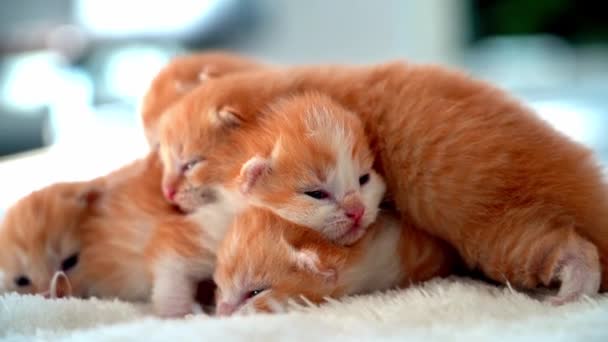 Nou Născutul Pisică Roșie Dormind Poziție Amuzantă Grup Pisoi Ghimbir — Videoclip de stoc