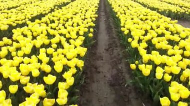 4k Hava Aracı baharda Hollanda 'da çok güzel lale tarlaları olan sihirli bir arazide uçuyor. Hollanda 'daki Hollanda' nın çok renkli lale tarlalarında insansız hava aracı görüntüsü. Seyahat tatili kavramı 