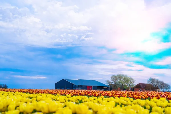 Весною Нідерландах Чарівний Краєвид Фантастичним Полем Тюльпанів Квітучі Багатокольорові Поля — стокове фото