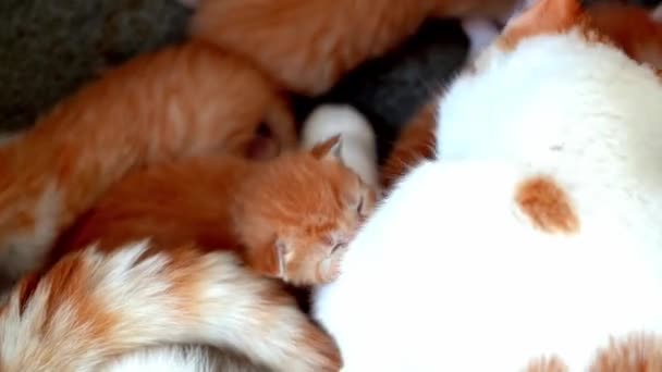 新生児の赤い猫は母親のミルクを飲む 小さなかわいい生姜子猫を繁殖させます 家畜睡眠と居心地の良い昼寝時間 快適なペットは居心地の良い家で眠ります 子猫吸いますオン猫胸ビデオ — ストック動画