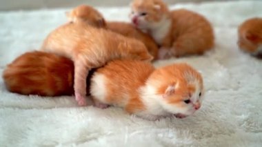 Yeni doğmuş bebek kırmızı kedi komik bir poz veriyor. Bir grup küçük, şirin, kızıl kedi yavrusu. Rahat uyku zamanı. Rahat hayvanlar rahat evlerinde uyurlar. Şirin, komik ev hayvanları. Evcil hayvan yavru kediler. 4k video