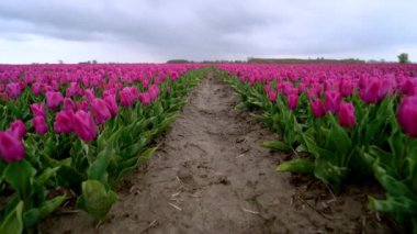Baharda Hollanda 'da muhteşem lale tarlaları olan sihirli bir manzara. Hollanda 'nın Hollanda manzarasında çok renkli lale tarlaları açıyor. Seyahat ve tatil konsepti. Seçici odak. 