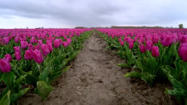 Волшебный Пейзаж Фантастическим Красивым Полем Тюльпанов Нидерландах Весной Цветущие Многоцветные — стоковое видео