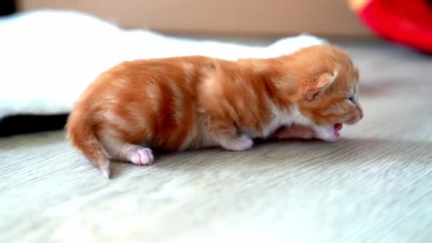 Bebê Recém Nascido Gato Vermelho Dormindo Pose Engraçada Grupo Pequeno — Vídeo de Stock