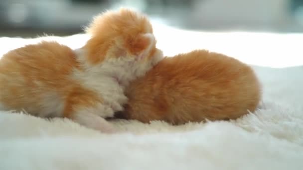 刚出生的小红猫以滑稽的姿势睡觉 一群可爱的小姜汁猫 睡个好觉吧舒适的宠物睡在舒适的家 有趣的家养宠物 家养动物小猫咪 4K视频 — 图库视频影像