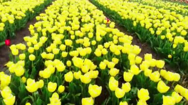 4k Hava Aracı baharda Hollanda 'da çok güzel lale tarlaları olan sihirli bir arazide uçuyor. Hollanda 'daki Hollanda' nın çok renkli lale tarlalarında insansız hava aracı görüntüsü. Seyahat tatili kavramı 