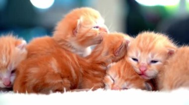 Yeni doğmuş bebek kırmızı kedi komik bir poz veriyor. Bir grup küçük, şirin, kızıl kedi yavrusu. Rahat uyku zamanı. Rahat hayvanlar rahat evlerinde uyurlar. Şirin, komik ev hayvanları. Evcil hayvan yavru kediler. 4k video