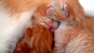 Yeni doğmuş bebek kırmızı kedi anne sütünü içer. Zencefilli kedi yavrusu emziriyorum. Evcil hayvan uykusu ve rahat uyku zamanı. Rahat hayvanlar rahat evlerinde uyurlar. Kedi kedi emer göğüs videosu
