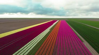 4k Hava Aracı baharda Hollanda 'da çok güzel lale tarlaları olan sihirli bir arazide uçuyor. Hollanda 'daki Hollanda' nın çok renkli lale tarlalarında insansız hava aracı görüntüsü. Seyahat tatili kavramı 