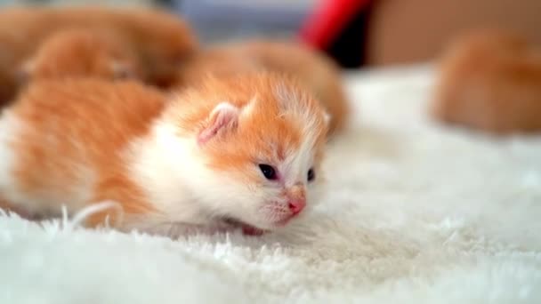 Noworodek Czerwony Kot Śpiący Śmiesznej Pozie Grupa Małych Uroczych Kociaków — Wideo stockowe