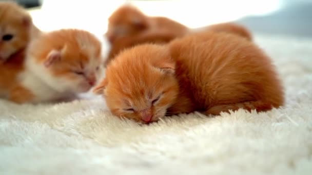 Bebê Recém Nascido Gato Vermelho Dormindo Pose Engraçada Grupo Pequeno — Vídeo de Stock