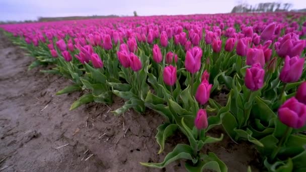 春にオランダで素晴らしい美しいチューリップ畑と魔法の風景 オランダの風景の中に多色のオランダのチューリップ畑を咲かせます 旅行や休暇のコンセプト 選択的焦点 — ストック動画