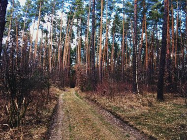 Çok hoş bir orman. 