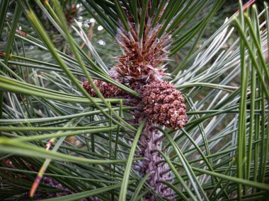 Noel süslemesi. Noel geliyor.