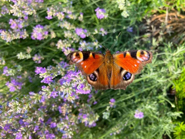 Ein Schmetterling Auf Einer Blume — Stockfoto