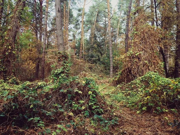 Szuper Szép Aranyos Erdő — Stock Fotó