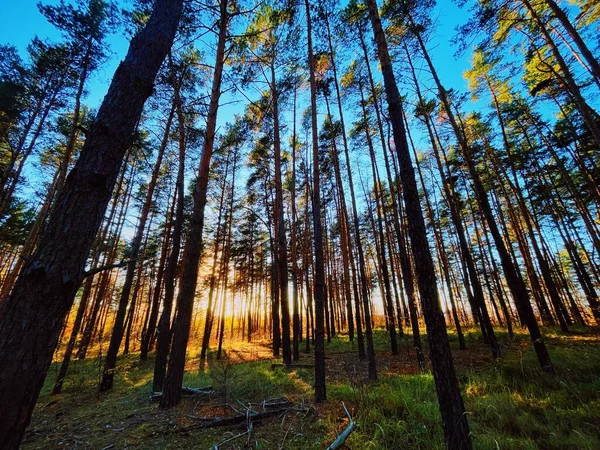 Σούπερ Ωραίο Χαριτωμένο Δάσος — Φωτογραφία Αρχείου
