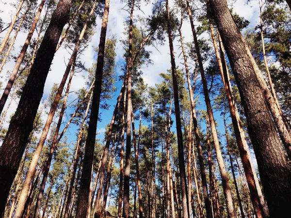Bosque Lindo Super Agradable — Foto de Stock