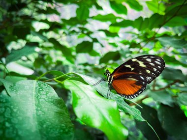 Parlak kelebek yaprağın üzerinde oturuyor