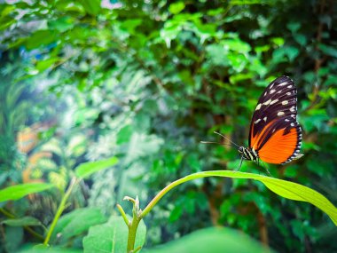 Parlak kelebek yaprağın üzerinde oturuyor