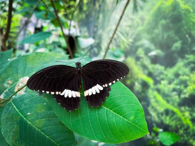 Parlak kelebek yaprağın üzerinde oturuyor
