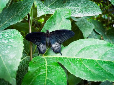 Parlak kelebek yaprağın üzerinde oturuyor
