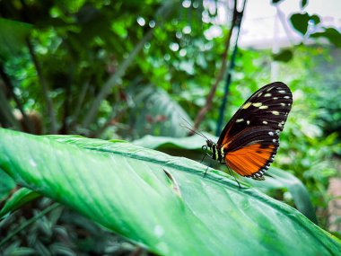 Parlak kelebek yaprağın üzerinde oturuyor