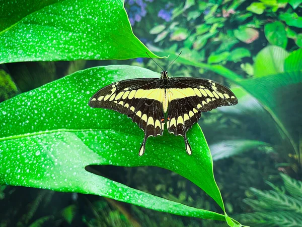 Brillante Mariposa Sentada Hoja — Foto de Stock