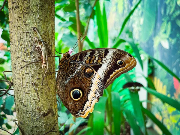 Briljante Vlinder Zittend Het Blad — Stockfoto
