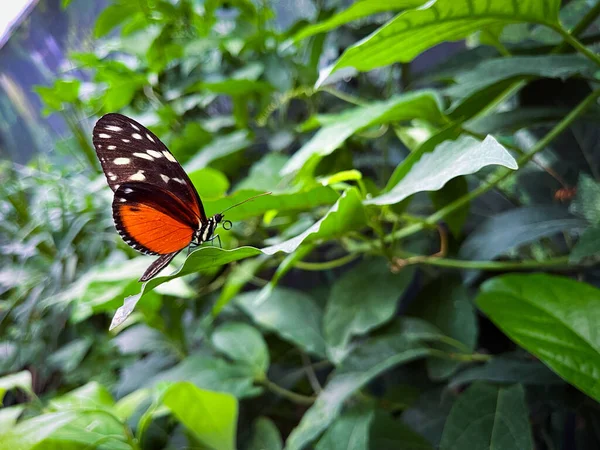 Papillon Brillant Assis Sur Feuille — Photo
