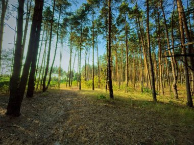 Ormanın güzel manzarası