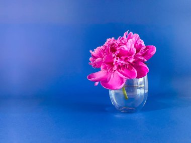 Cam vazo içinde pembe Şakayık