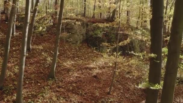 Όμορφο Φθινόπωρο Φυλλοβόλο Δάσος Φύλλα Που Πέφτουν Από Δέντρα Ηλιόλουστη — Αρχείο Βίντεο
