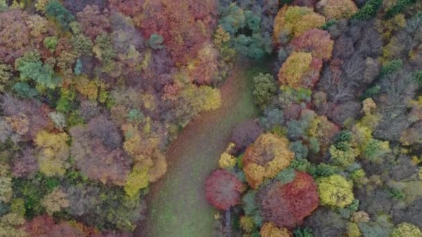 Bela Floresta Mista Outono Colorido Cena Natureza Dia Nublado Vista — Vídeo de Stock