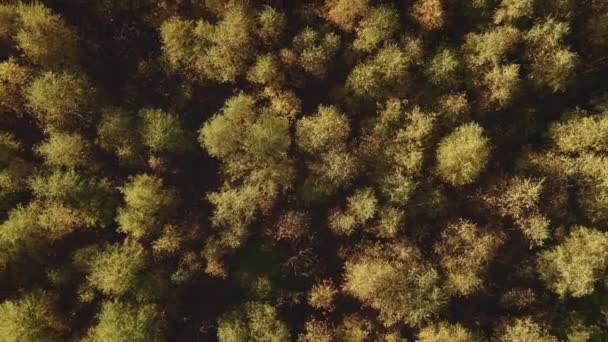头顶上的金桦树林 空中风景 金色的光和树叶 无人机镜头 顶视图 Uhd 没有声音 旋转娃娃 一寸传感器对数的基本色彩校正 — 图库视频影像